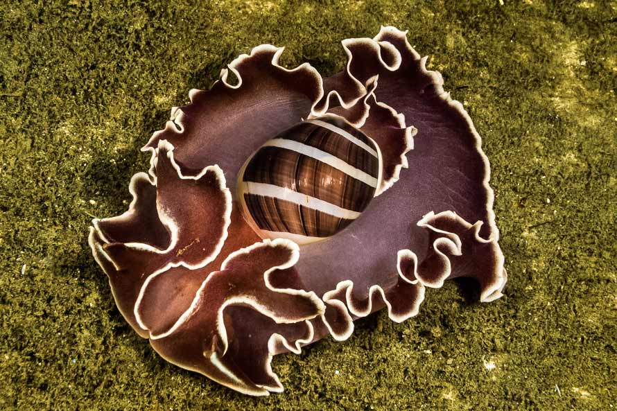 Hydatina albocincta